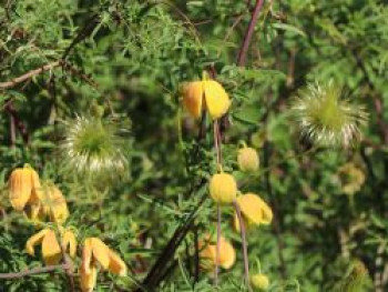 Clematis &#8218;Vernayi&#8216;, 60-100 cm, Clematis tibetana &#8218;Vernayi&#8216;, Containerware