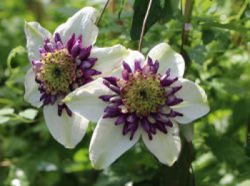 Clematis 'Viennetta', 60-100 cm, Clematis florida 'Viennetta', Containerware