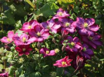 Clematis &#8218;Ville de Lyon&#8216;, 60-100 cm, Containerware