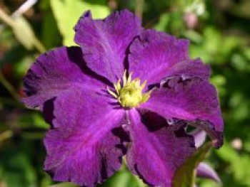 Clematis &#8218;Viola&#8216;, 60-100 cm, Containerware