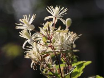 Clematis vitalba, 60-100 cm, Containerware