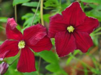 Clematis &#8218;Vitiwester&#8216; (S), 60-100 cm, Clematis viticella &#8218;Vitiwester&#8216; (S), Containerware