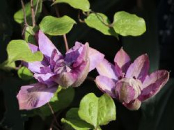 Clematis &#8218;Vyvyan Pennell&#8216;, 60-100 cm, Containerware