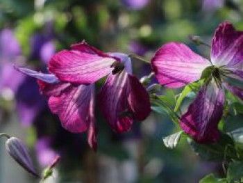 Clematis 'Walenburg', 60-100 cm, Clematis viticella 'Walenburg', Containerware