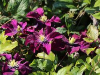 Clematis &#8218;Warszawska Nike&#8216;, 60-100 cm, Containerware