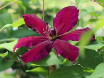 Clematis &#8218;Westerplatte&#8216;, 60-100 cm, Containerware