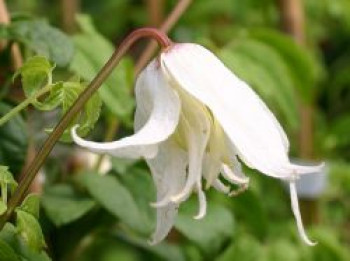 Clematis &#8218;White Swan&#8216;, 60-100 cm, Clematis macropetala &#8218;White Swan&#8216;, Containerware