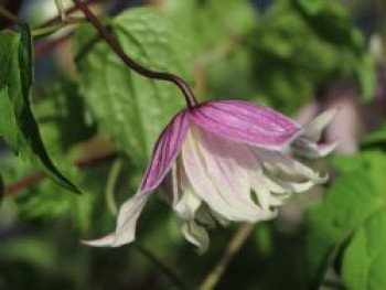 Clematis &#8218;Willy&#8216; / Alpenwaldrebe, 60-100 cm, Clematis alpina &#8218;Willy&#8216;, Containerware