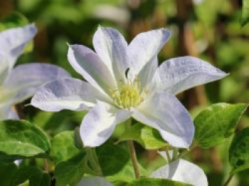 Clematis &#8218;Yukikomachi&#8216;, 60-100 cm, Containerware