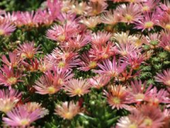 Coopers Mittagsblume &#8218;Mesa Verde&#8216; ®, Delosperma cooperi &#8218;Mesa Verde&#8216;  ®, Topfware