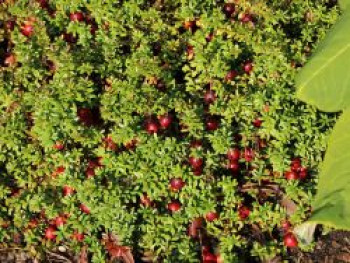 Cranberry / Großfruchtige Moosbeere, 15-20 cm, Vaccinium macrocarpon, Topfware