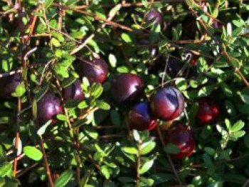 Cranberry / Moosbeere 'Pilgrim', 15-20 cm, Vaccinium macrocarpon 'Pilgrim', Topfware