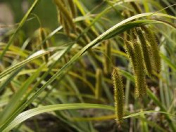 Cyperngras-Segge, Carex pseudocyperus, Topfware