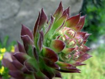 Dachwurz / Echte Hauswurz, Sempervivum tectorum, Topfware