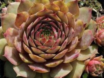 Dachwurz &#8218;Feldmaier&#8216;, Sempervivum tectorum &#8218;Feldmaier&#8216;, Topfware