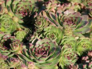 Dachwurz &#8218;Metallicum Giganteum&#8216;, Sempervivum tectorum &#8218;Metallicum Giganteum&#8216;, Topfware