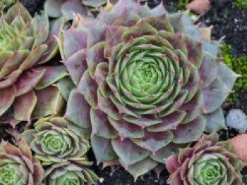 Dachwurz &#8218;Othello&#8216;, Sempervivum tectorum &#8218;Othello&#8216;, Topfware