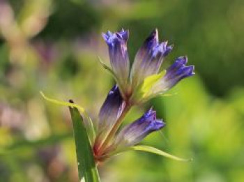 Dahurischer Enzian, Gentiana dahurica, Topfware