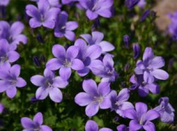 Dalmatiner Polster-Glockenblume &#8218;Birch&#8216;, Campanula portenschlagiana &#8218;Birch&#8216;, Topfware