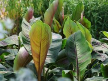 Darjeeling-Banane / Bananenstaude 'Red Tiger', Musa sikkimensis 'Red Tiger', Containerware