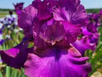 Deutsche Schwertlilie 'Gypsy Romance', Iris x barbata-elatior 'Gypsy Romance', Topfware