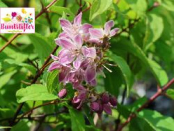 Deutzie Buntstifter 'Raspberry Sundae', 40-60 cm, Deutzia x hybrida Buntstifter 'Raspberry Sundae', Containerware