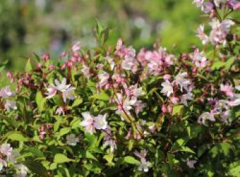 Deutzie / Maiblumenstrauch / Sternchenstrauch Proven Winners ® &#8218;Yuki Cherry Blossom&#8216; ®, 20-30 cm, Deutzia x hybrida Proven Winners ® &#8218;Yuki Cherry Blossom&#8216; ®, Containerware