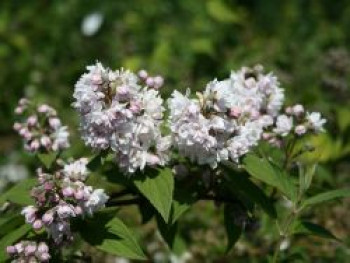 Deutzie &#8218;Pink Pom-Pom&#8216;, 30-40 cm, Deutzia hybrida &#8218;Pink Pom-Pom&#8216;, Containerware