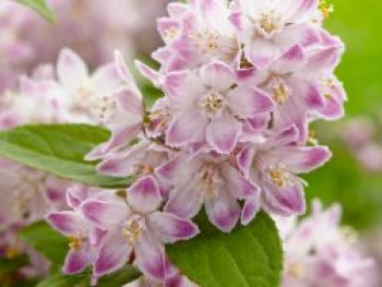 Deutzie 'Raspberry Sundae', 40-60 cm, Deutzia x hybrida 'Raspberry Sundae', Containerware