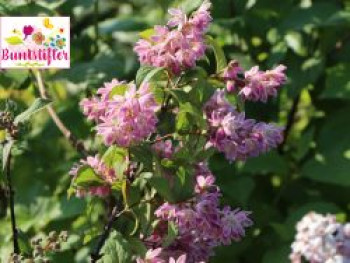 Deutzie / Sternchenstrauch Buntstifter &#8218;Tourbillon Rouge&#8216;, 40-60 cm, Deutzia magnifica Buntstifter &#8218;Tourbillon Rouge&#8216;, Containerware