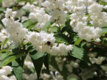 Deutzie / Sternchenstrauch 'Pride of Rochester', 60-100 cm, Deutzia scabra 'Pride of Rochester', Containerware