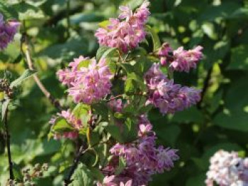 Deutzie / Sternchenstrauch &#8218;Tourbillon Rouge&#8216;, 40-60 cm, Deutzia magnifica &#8218;Tourbillon Rouge&#8216;, Containerware