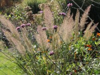 Diamant-Reitgras, Calamagrostis brachytricha, Topfware