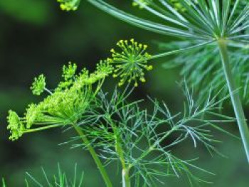 Dill, Anethum graveolens, Topfware