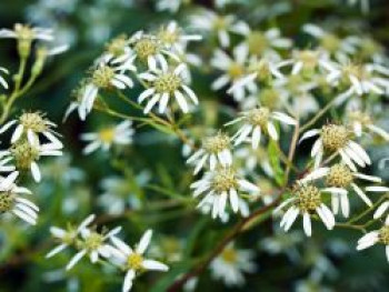 Doldige Aster, Aster umbellatus, Topfware