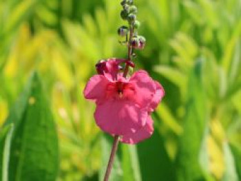 Doppelhörnchen 'Ruby Field', Diascia barberae 'Ruby Field', Topfware