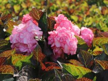 Doppelt gefüllte Ballhortensie You &#038; Me &#8218;Miss Saori&#8216; (Rosa), 20-30 cm, Hydrangea macrophylla &#8218;Miss Saori&#8216; (Rosa), Containerware