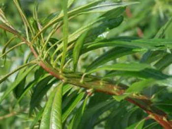 Drachenweide 'Sekka', 100-150 cm, Salix sachalinensis 'Sekka', Containerware