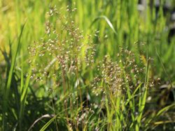 Draht-Schmiele &#8218;Tatra Gold&#8216;, Deschampsia flexuosa &#8218;Tatra Gold&#8216;, Topfware