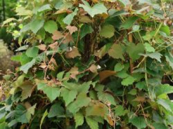 Dreilappige Jungfernrebe &#8218;Veitchii Boskoop&#8216;, 60-100 cm, Parthenocissus tricuspidata &#8218;Veitchii Boskoop&#8216;, Containerware