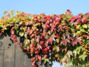 Dreilappige Jungfernrebe &#8218;Veitchii Robusta&#8216;, 60-100 cm, Parthenocissus tricuspidata &#8218;Veitchii Robusta&#8216;, Containerware