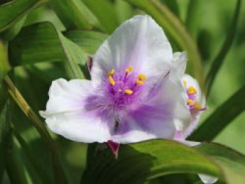 Dreimasterblume &#8218;Bilberry Ice&#8216;, Tradescantia x andersoniana &#8218;Bilberry Ice&#8216;, Topfware