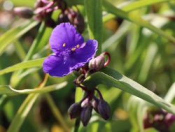 Dreimasterblume &#8218;Blue Stone&#8216;, Tradescantia x andersoniana &#8218;Blue Stone&#8216;, Topfware