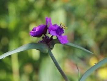 Dreimasterblume &#8218;Concorde Grape&#8216;, Tradescantia x andersoniana &#8218;Concord Grape&#8216;, Topfware