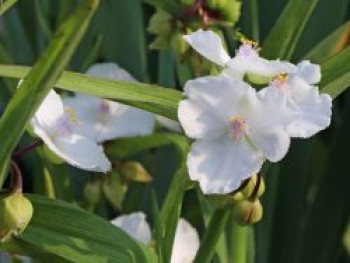 Dreimasterblume &#8218;Gisela&#8216;, Tradescantia x andersoniana &#8218;Gisela&#8216;, Topfware