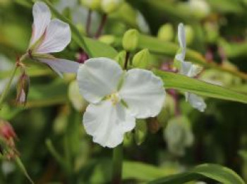 Dreimasterblume &#8218;Innocence&#8216;, Tradescantia x andersoniana &#8218;Innocence&#8216;, Topfware