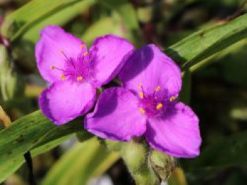 Dreimasterblume &#8218;Karminglut&#8216;, Tradescantia x andersoniana &#8218;Karminglut&#8216;, Topfware