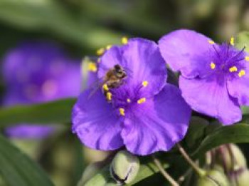 Dreimasterblume &#8218;Leonora&#8216;, Tradescantia x andersoniana &#8218;Leonora&#8216;, Topfware