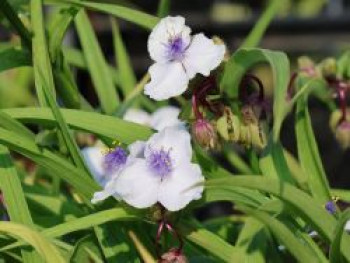 Dreimasterblume &#8218;Osprey&#8216;, Tradescantia x andersoniana &#8218;Osprey&#8216;, Topfware