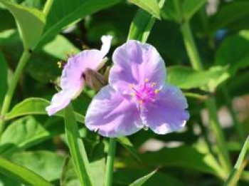 Dreimasterblume 'Pink Chablis', Tradescantia x andersoniana 'Pink Chablis', Topfware